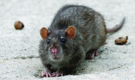 éviter l'intrusion des rats