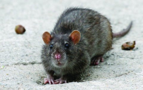 éviter l'intrusion des rats
