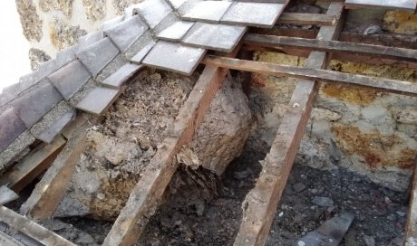 Repérage et destruction de nid de guêpes à Chartres