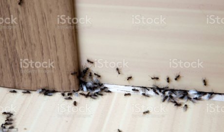 Invasion de fourmis à Luisant: que faire?